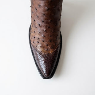 Ostrich and Caiman Zorro
